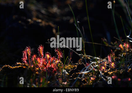 großen Sonnentau, englische Sonnentau (Drosera Anglica), funkeln im Morgenlicht, Finnland Stockfoto