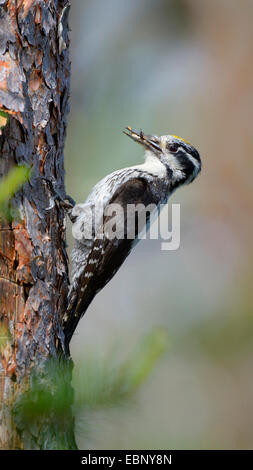 Dreizehenspecht (Picoides Tridactylus), männliche an seine Zucht Loch in einem Baum mit Futter im Schnabel, Finnland Stockfoto