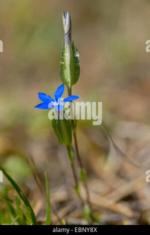 Blase-Enzian (Gentiana Utriculosa), blühen, Österreich, Tirol, Lechtaler Alpen Stockfoto