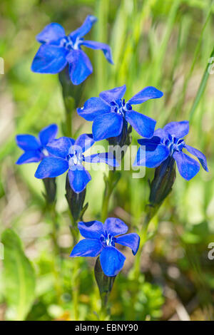 Bayerischer Enzian (Gentiana Bavarica), blühen, Österreich, Tirol, Lechtaler Alpen Stockfoto