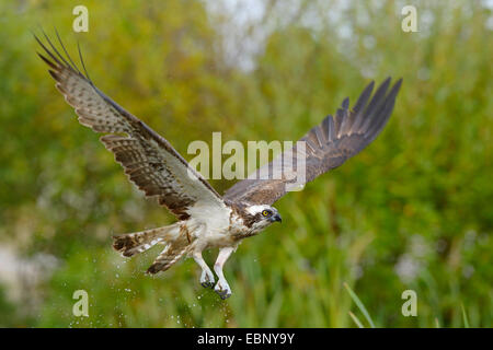 Fischadler, Fisch Hawk (Pandion Haliaetus), im Flug, Finnland Stockfoto