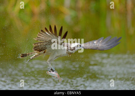 Fischadler, Fisch Hawk (Pandion Haliaetus), eagle ausziehen aus dem Wasser mit Beute, Finnland Stockfoto