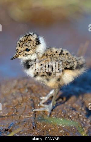 nördlichen Kiebitz (Vanellus Vanellus), Küken, die Suche nach Nahrung, Finnland Stockfoto