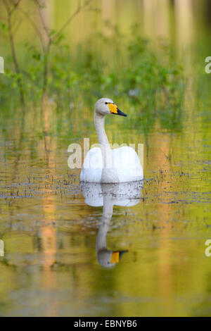 Singschwan (Cygnus Cygnus), im frühen Morgenlicht auf einem finnischen Moor-Teich, Finnland Stockfoto
