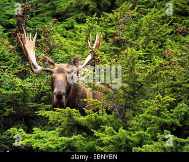 Alaska-Elch, Elch Tundra, Yukon Elch (Alces Alces Gigas), Stier Elch, USA, Alaska, Chugach State Park Stockfoto