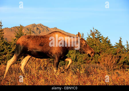 Alaska-Elch, Elch Tundra, Yukon Elch (Alces Alces Gigas), Kuh Elch im Herbst, USA, Alaska, Chugach State Park Stockfoto