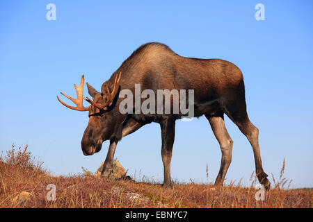 Alaska-Elch, Elch Tundra, Yukon Elch (Alces Alces Gigas), Stier Elch, USA, Alaska, Chugach State Park Stockfoto