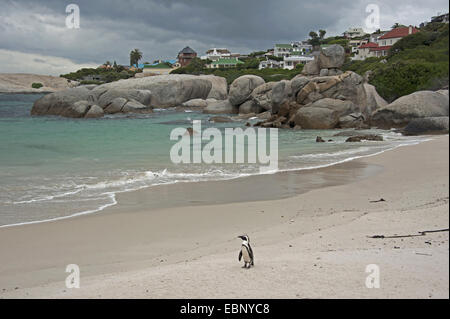 Jackass Penguin, afrikanische Pinguin, Black-footed Pinguin (Spheniscus Demersus), einziger Vogel stehend am Sandstrand der Bucht von Findlinge Beach, Südafrika, Western Cape, Simons Town Stockfoto