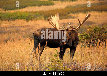 Alaska-Elch, Elch Tundra, Yukon Elch (Alces Alces Gigas), Stier Elch, USA, Alaska, Chugach State Park Stockfoto