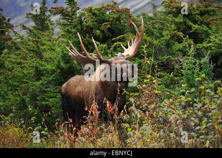 Alaska-Elch, Elch Tundra, Yukon Elch (Alces Alces Gigas), Stier Elch, USA, Alaska, Chugach State Park Stockfoto