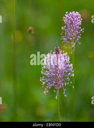 hoary Wegerich (Plantago Media), zwei Blütenstände, Oberbayern, Oberbayern, Bayern, Deutschland Stockfoto