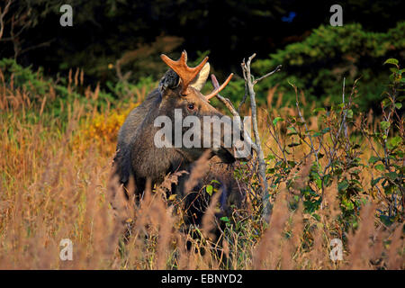 Alaska-Elch, Elch Tundra, Yukon Elch (Alces Alces Gigas), Stier Elch, USA, Alaska, Chugach State Park Stockfoto