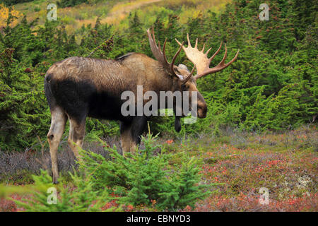 Alaska-Elch, Elch Tundra, Yukon Elch (Alces Alces Gigas), Stier Elch, USA, Alaska, Chugach State Park Stockfoto