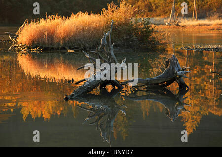 Baum Haken in einem See im Chugach National Forest, USA, Alaska, Chugach National Forest Stockfoto