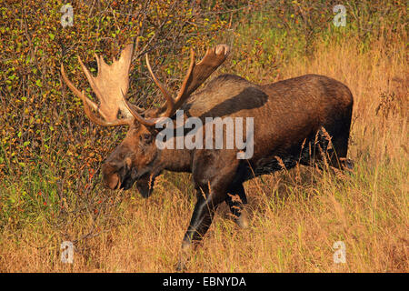 Alaska-Elch, Elch Tundra, Yukon Elch (Alces Alces Gigas), Stier Elch, USA, Alaska, Chugach State Park Stockfoto