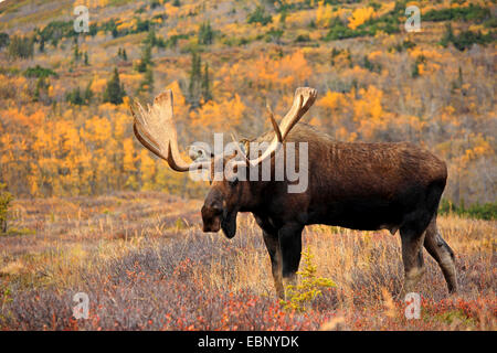 Alaska-Elch, Elch Tundra, Yukon Elch (Alces Alces Gigas), Stier Elch, USA, Alaska, Chugach State Park Stockfoto