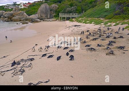 Jackass Penguin, afrikanische Pinguin, Black-footed Pinguin (Spheniscus Demersus), Kolonie bei Boulders Beach, Südafrika, Western Cape Stockfoto