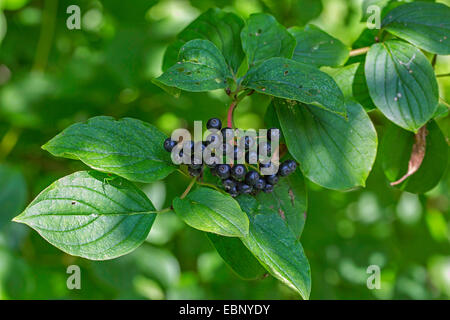 Hartriegel, Dogberry (Cornus sanguineaund), Blätter und Früchte, Deutschland, Bayern Stockfoto