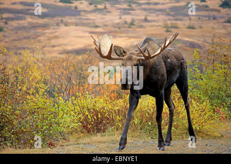 Alaska-Elch, Elch Tundra, Yukon Elch (Alces Alces Gigas), Stier Elch, USA, Alaska, Chugach State Park Stockfoto