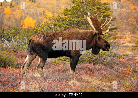 Alaska-Elch, Elch Tundra, Yukon Elch (Alces Alces Gigas), Stier Elch, USA, Alaska, Chugach State Park Stockfoto