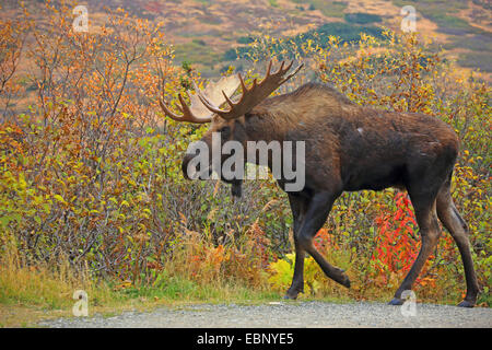 Alaska-Elch, Elch Tundra, Yukon Elch (Alces Alces Gigas), Stier Elch, USA, Alaska, Chugach State Park Stockfoto