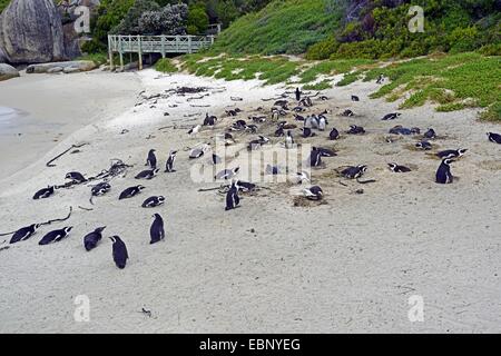 Jackass Penguin, afrikanische Pinguin, Black-footed Pinguin (Spheniscus Demersus), Kolonie bei Boulders Beach, Südafrika, Western Cape Stockfoto