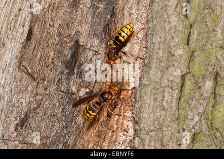 Hornet, braune Hornisse, Europäische Hornisse (Vespa Crabro), zwei Hornissen lecken Baum Saft bei einem verletzten Eichenstamm, Deutschland Stockfoto