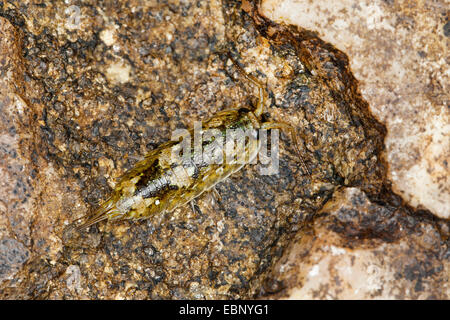 Großes Meer-Slater, Meer Slater, Kai-Laus, Meer Roach, Littoral Assel (Ligia Oceanica), auf einem Stein, Deutschland Stockfoto