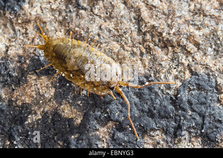 Großes Meer-Slater, Meer Slater, Kai-Laus, Meer Roach, Littoral Assel (Ligia Oceanica), auf einem Stein, Deutschland Stockfoto