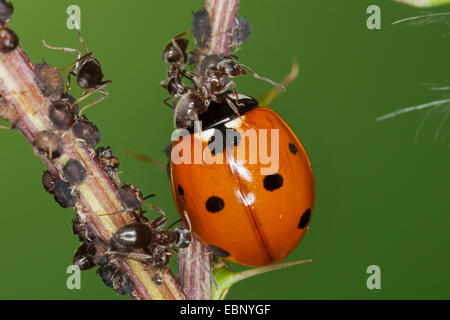Sevenspot Marienkäfer, 7-Punkt-Marienkäfer (Coccinella Septempunctata), sieben-Punkt-Marienkäfer, Marienkäfer Fütterung Blattläuse verteidigt durch eine Ameise, Deutschland Stockfoto