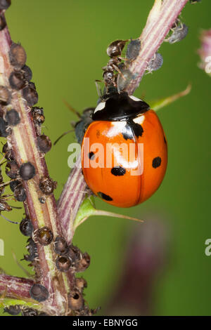 Sevenspot-Marienkäfer, 7-Punkt-Marienkäfer (Coccinella Septempunctata), sieben-Punkt-Marienkäfer, Marienkäfer Fütterung Blattläuse, Ameisen verteidigen ihre Blattläuse, Deutschland Stockfoto