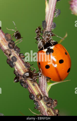 Sevenspot Marienkäfer, 7-Punkt-Marienkäfer (Coccinella Septempunctata), sieben-Punkt-Marienkäfer, Marienkäfer Fütterung Blattläuse verteidigt von Ameisen, Deutschland Stockfoto