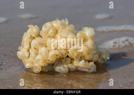 Gemeinsamen Wellhornschnecke, essbare europäischen Wellhornschnecke, geschwenkt Wellhornschnecke, Buckie, nördlichen Wellhornschnecke (Buccinum Undatum), Eggballs am Strand, Deutschland Stockfoto