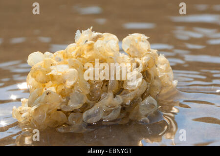 Gemeinsamen Wellhornschnecke, essbare europäischen Wellhornschnecke, geschwenkt Wellhornschnecke, Buckie, nördlichen Wellhornschnecke (Buccinum Undatum), Eggballs am Strand, Deutschland Stockfoto