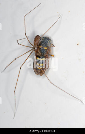 Lange-bodied Keller Spinne, Longbodied Keller Spinne (Pholcus Phalangioides), gefangen und wickelte ein Waps an der Decke, Deutschland Stockfoto