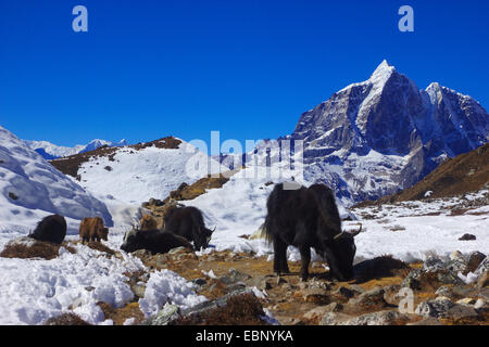 Yak (Bos Grunniens, Bos Mutus), Gruppe in der Nähe von Chukhung, Taboche im Hintergrund, Nepal, Himalaya, Khumbu Himal Stockfoto