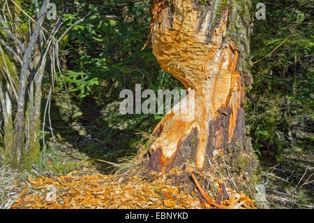 Eurasische Biber, europäische Biber (Castor Fiber), gräbt an einen Baumstamm, Deutschland, Bayern, Oberbayern, Oberbayern, Ammerleite Stockfoto
