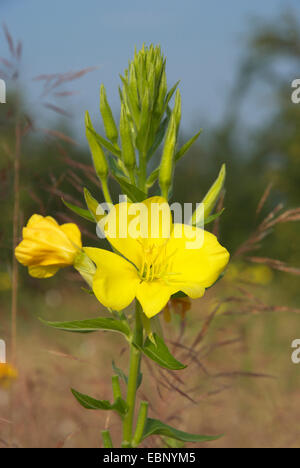 Am Abend Primrose (Oenothera spec, Oenothera Biennis Agg.), blühen, Deutschland Stockfoto