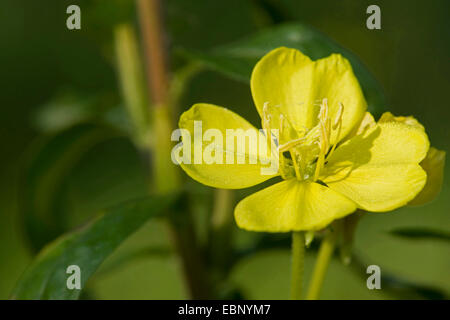 Am Abend Primrose (Oenothera spec, Oenothera Biennis Agg.), blühen, Deutschland Stockfoto