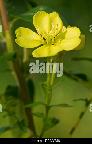 Am Abend Primrose (Oenothera spec, Oenothera Biennis Agg.), blühen, Deutschland Stockfoto