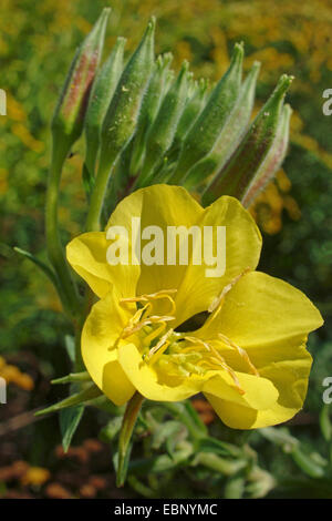 Am Abend Primrose (Oenothera spec, Oenothera Biennis Agg.), blühen, Deutschland Stockfoto