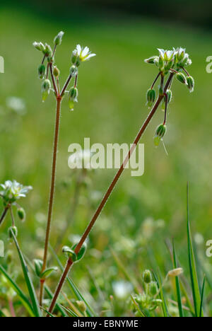 gezackte Vogelmiere (Holosteum Umbellatum), blühen, Deutschland Stockfoto