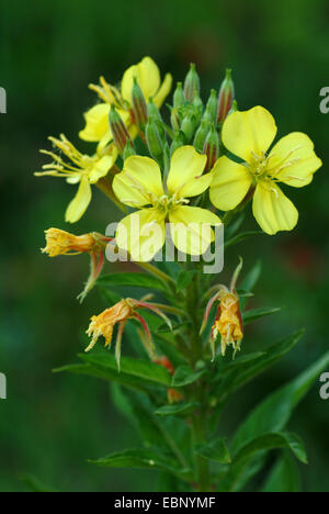 Am Abend Primrose (Oenothera spec, Oenothera Biennis Agg.), blühen, Deutschland Stockfoto