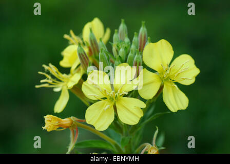 Am Abend Primrose (Oenothera spec, Oenothera Biennis Agg.), blühen, Deutschland Stockfoto