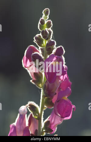 Löwenmaul (Antirrhinum Cirrhigerum, Antirrhinum Majus SSP. Cirrhigerum), Blütenstand bei Gegenlicht, Portugal Stockfoto