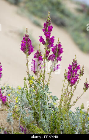 Löwenmaul (Antirrhinum Cirrhigerum, Antirrhinum Majus SSP. Cirrhigerum), blühen, Portugal Stockfoto