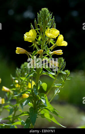 Am Abend Primrose (Oenothera spec, Oenothera Biennis Agg.), blühen, Deutschland Stockfoto