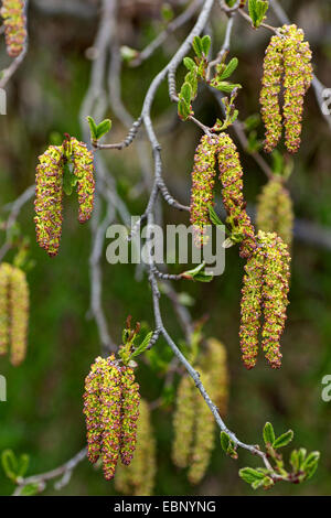 Grün-Erle (Alnus Viridis, Alnus Alnobetula), Zweig mit Kätzchen, Österreich, Kärnten, Gerlitzen Stockfoto