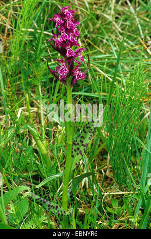 Western-Knabenkraut (Dactylorhiza Majalis), blühen in einer Wiese, Oberbayern, Oberbayern, Bayern, Deutschland Stockfoto