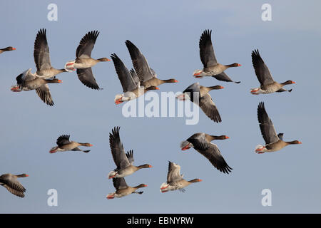 Graugans (Anser Anser), fliegen Herde, Deutschland, Brandenburg Stockfoto